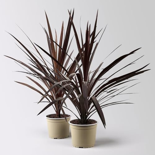 Keulenlilie 'Red Star', rotlaubig, Topf-Ø 17 cm, Höhe ca. 60 cm, 2 Pflanzen