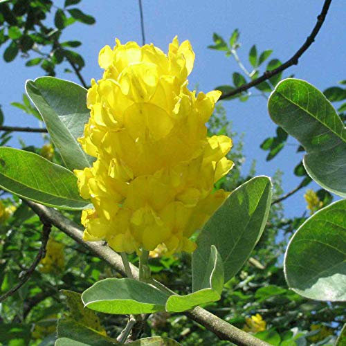 Cytisus battandieri Yellow Tail | Pineapple Broom | Garden Tree | 5-6ft