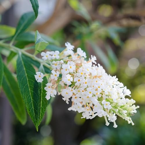 Arbre Aux Papillons White Profusion - Buddleja Davidii White Profusion 60/80 cm Pot 3l - Plante En Pot - Floraison Été - Hauteur 2 à 3 m