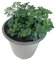 Rue Plante Naturelle d’Extérieur – Pot de 13 cm – Plante Aromatique pour Terrasse et Jardin