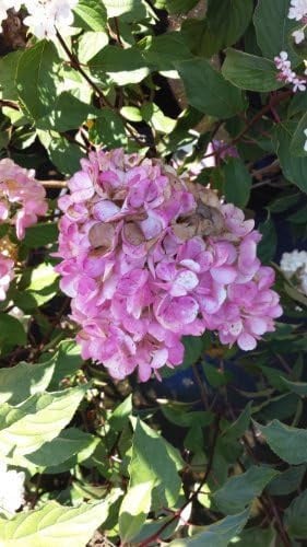 Rispenhortensie Hydrangea paniculata Vanille Fraise ® 60-80 cm 7,5 L Topf | Winterhart, pflegeleicht & robust – farbwechselnde Blüten, auch als Schnittblume für Sträuße geeignet