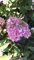 Rispenhortensie Hydrangea paniculata Vanille Fraise ® 60-80 cm im 7,5 Liter Pflanzcontainer