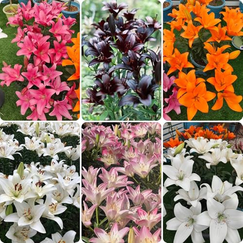 lilien zwiebeln winterhart mehrjährig - lilie exotische pflanzen garden blumenwiese topf pflanze gartenblumen garten lilien kübelpflanzen blumen deko blumenzwiebeln 6pcs