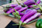 Potseed bleuets américains 15 graines (bleuets)