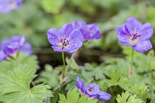 Geranium wallichianum 'Rozanne' -R- ca. 11x11 cm Topf - Storchschnabel, violett-blaue Blüten, Blütezeit Juni-Oktober, ideal für Beete und Kübel, pflegeleicht