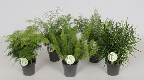5 PIANTE DI Asparagus ornamentale, Asparagina mix su vaso cm 12 MODIPITRE