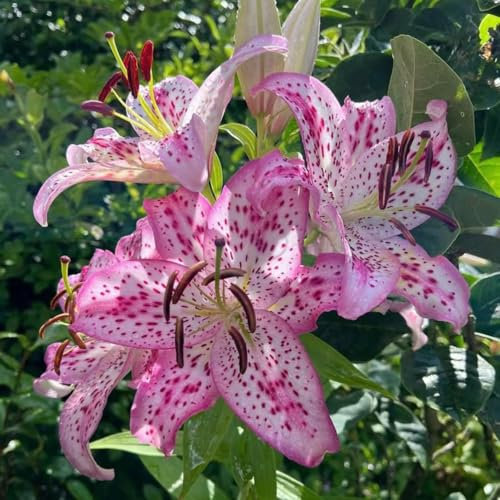 2 piezas Comprar bulbos de lirio - Lilium brownii - bulbos de floración temprana, flores cortadas lirios gigantes lirios arbóreos tubérculos resistentes plantas en macetas para exteriores,