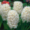 Hyazinthen zwiebeln, hyazinthen knollen kaufen,duftend, winterhart, einfach zu züchten, Blumenzwiebeln, Grünpflanzen, Garten, große Blumen-6zwiebeln-E