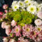 Dahlien zwiebeln,winterhart,dahlienknollen kaufen,Dahlia bulbs,dekorative blumen,Dahlie zwiebeln mehrjäHrig,Gartenzwiebeln,seltene pflanzen,dahlien Knollen winterhart groß.-8zwiebeln-G