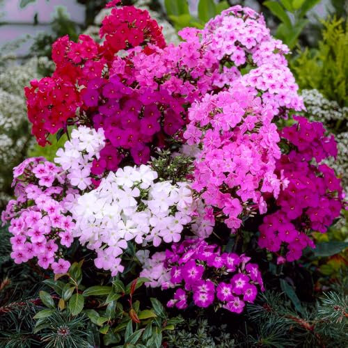 Phlox Paniculata Royal Kollektion (10 Pflanzen/Wurzeln), Mehrjährig mischung von 5 Sorten, große Winterharte Stauden aus Holland, Gartenpflanzen für Rabatten (kein Samen, nicht künstlich und zwiebeln)