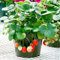 25 graines Tentation fraises