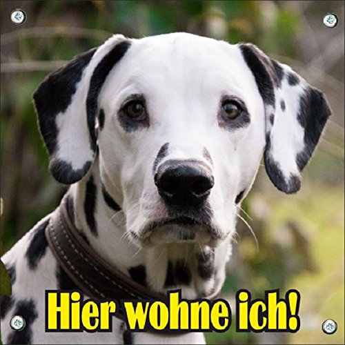 Petsigns Hundeschild Dalmatiner - wetterbeständiges Warnschild aus Metall Quadrat, 15 x 15 cm
