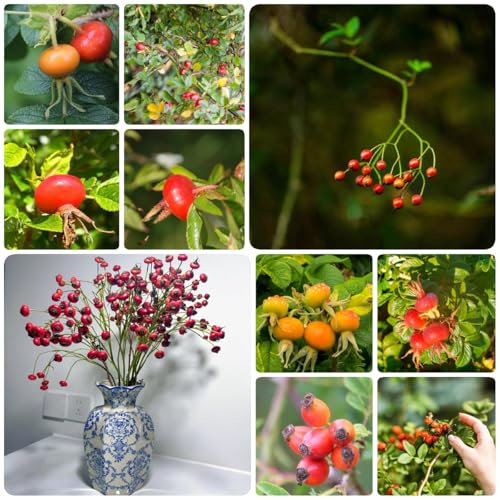 hagebutten samen balkonpflanzen kräuter samen dauerblüher winterhart mehrjährig, Hagebutte topfpflanzen saatgut balkon pflanze bonsai schattenpflanzen winterhart, zimmerpflanzen samen 100pcs