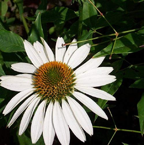 6 x Scheinsonnenhut 'White Swan' - Echinacea Purpurea 'White Swan' Topf 9x9cm: Weiße Blüten, ideal für Beet und Vase, winterhart.