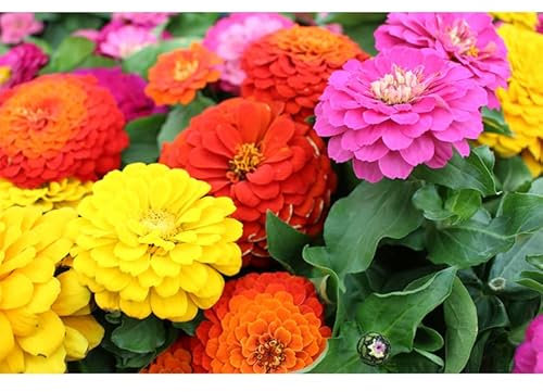 MAELSA® GRAINES EN SACHET POUR POTAGER ET JARDIN - FLEURS - SEMENCES DE FLEURS DIVERS VARIETES AU CHOIX (ZINNIA)