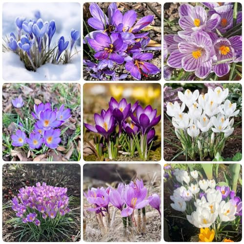 22 pcs krokus pflanze zwiebeln winterhart mehrjährig zimmerpflanze praktische geschenke wildblumen stauden krokusse safranzwiebeln - safran Hydrokultur winterfeste pflanzen für balkon