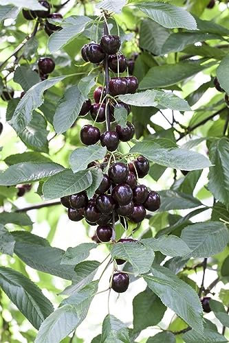 Terrassenobst Zwergobst 40 cm Stammhöhe - kompakte Obstbäume, ideal für Terrassen und Balkone, pflegeleicht, ertragreich