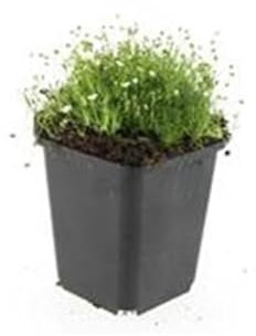 Exotenherz Bodendecker - Steingarten - Sternmoos - Sagina subulata - 9cm Topf - Set mit 20 Pflanzen