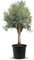 Olivenbaum Olive - Olea europea - 220/250 cm - A+, winterhart, 80 Jahre alt, dünger 3mal pro jahr