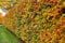 50st. Rotbuchen 80-120cm Gartenhecke Heckenpflanzen Fagus sylvatica Rotbuche Wurzelware Buchen