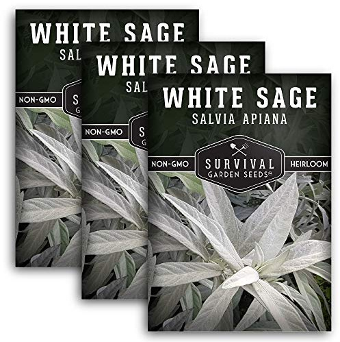 Survival Garden Seeds - White Sage Seeds for Planting - Grow Sustainable Smudging Herbs - 3 Packets with Instructions to Plant & Grow in Your Home Garden - Non-GMO Heirloom Variety