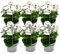 Geranien hängend - Pelargonium peltatum - 12cm Topf - Set mit 6 Pflanzen - weiß