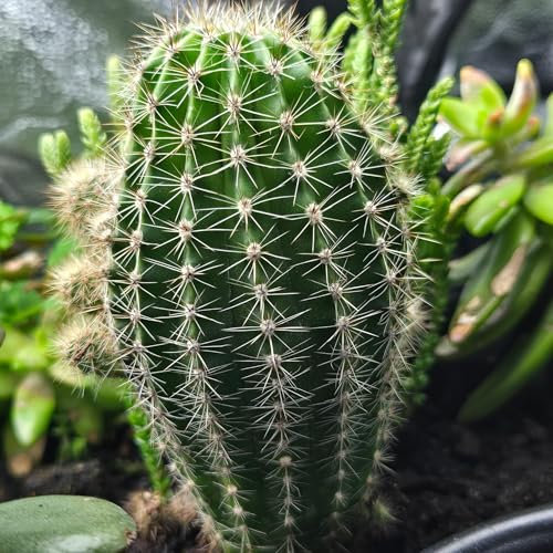 Cactus Succulent Soil - Natural Indoor Potting Compost Mix Enriched with Special Nutrients – Premium Cactus and Succulent Potting Soil for Healthy Growth (3Ltr)