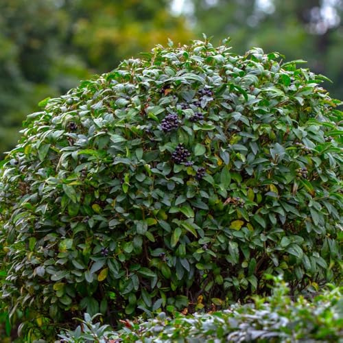 Ligustrum vulgare – Hardy White Flowering Privet Shrub, Semi-Evergreen Hedge & Garden Plant, Wildlife-Friendly Landscaping Shrub 5 Litre Pot x2 by Thompson & Morgan