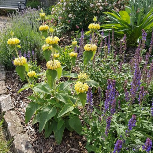 Bloomique - 6er-Set - Feuerkraut (Phlomis russeliana) - Reichblühend - Winterhart - Mehrjährig - Höhe 10-20 cm - Topf: 9 cm