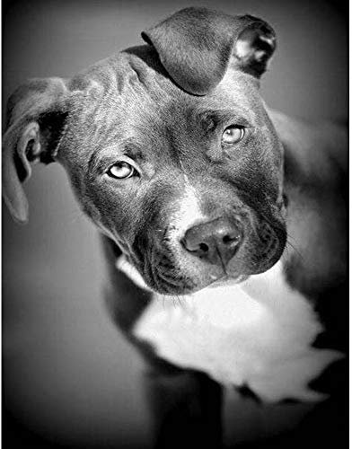 5D Diamant Peinture Plein Foret Noir Et Blanc Pit Bull Chien Diamant Broderie Animal Pitbull Chiens Strass Mosaïque Cadeau