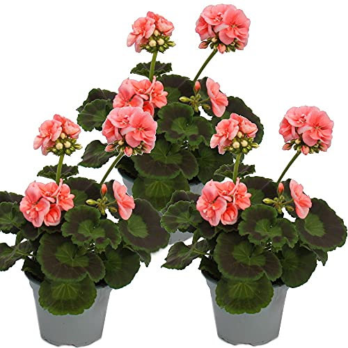 Geranios de pie – Pelargonium zonale – Maceta de 12 cm – Set de 3 plantas – Rosa