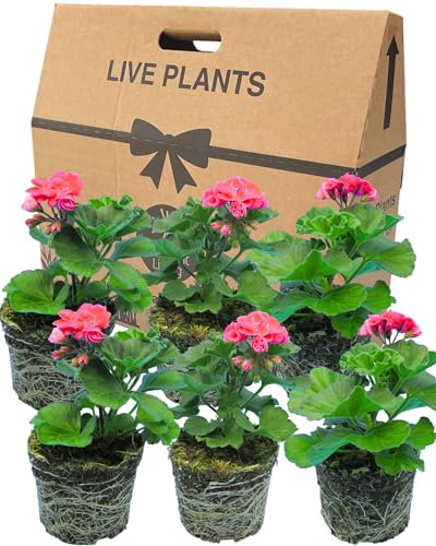 Geranium Plants Live for Planting - 6 Large 1L Pot Size Garden Ready, Well Rooted, Established Pot Bedding. Add Flower Colour to Containers, Baskets, Patio & Beds. Dolce Vita Anne Light Pink Flowers