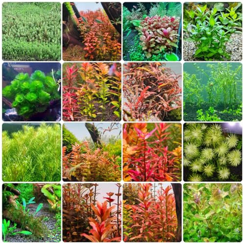 1500 piezas semillas de acuario de plantas acuáticas, plantas de acuario cobertura del suelo, jardín acuario decorativo, plantas reales cama de balcón, plantas perennes resistentes