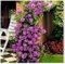 Pacchetto semi: Purple Fairy Rose 5 semi! Große Farbe! Raro! di HG
