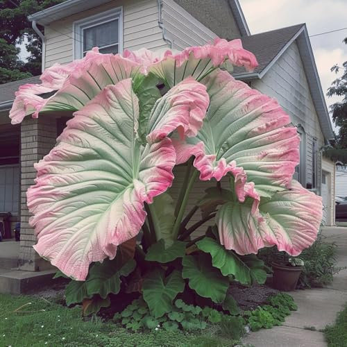 Schattenliebende Pflanzen für den Garten – Imposante Große Elefantenohren, seltene Farbtöne, dekorative Gartenpflanzen, Blumenzwiebeln, winterharte Knollen, Stauden-4 zwiebel-A