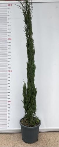 PIANTA DI CIPRESSO CUPRESSUS SEMPERVIRENS ALTEZZA 200 (foto reale) SEMPREVERDE