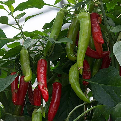 Rokita Paprika Samen für ca. 20 Pflanzen - leicht scharfer Spitzpaprika