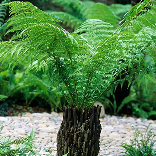 YouGarden Tree Fern Dicksonia Antarctica in a 17cm Pot, Garden Ready Potted Tree Ferns for Gardens and Homes, Exotic Plants for UK Gardens Shade Loving Plants Air Purifying Plants for Homes