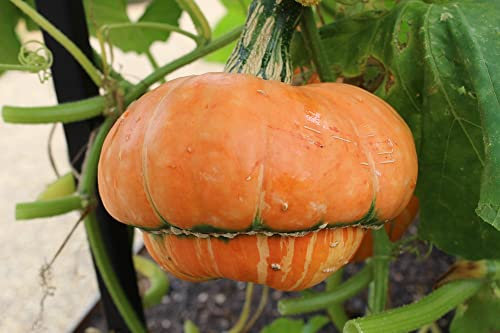PREMIER SEEDS DIRECT - Organic Gourd Turks Turban 10 Seeds
