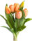 Botanic-Haus künstliches Tulpenbündel/künstlicher Tulpenbund Sandy mit 4 Tulpen und 3 Tulpenknospen Farbe: lachs real Touch