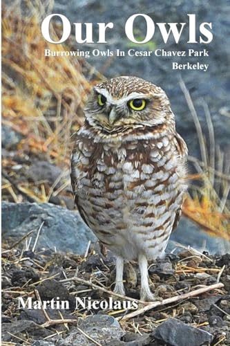 Our Owls: Burrowing Owls in Cesar Chavez Park, Berkeley