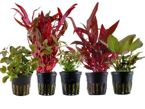 AquaOne Aquarium Pflanzen I 5x Wasserpflanzen I Rote Aquarienpflanzen I Stängelpflanzen Alternanthera Ludwigia Lagenandra Limnophila I Set mit 5 Aquariumpflanzen