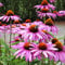Echinacea purpurea Magnus | Bienfreundliche Staude von Intragarten | winterhart und mehrjährig | Sonnenhut im Topf gewachsen (purp. Magnus)