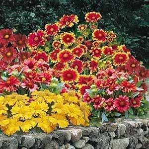 Gaillardia 'Monarch Mix' - Gaillarde 30 Graines - vivace