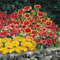 Gaillardia 'Monarch Mix' - Gaillarde 30 Graines - vivace