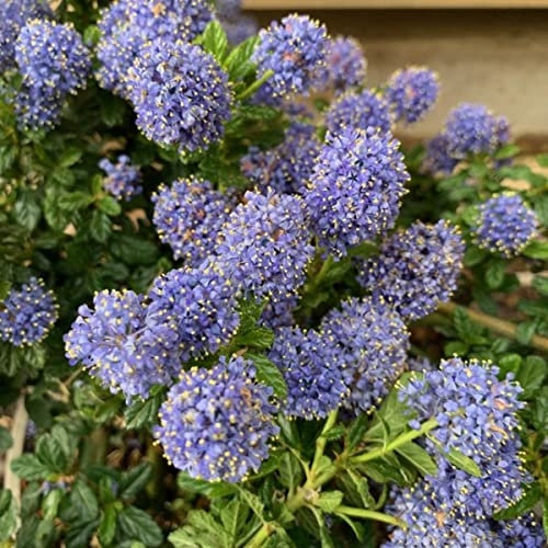 2 x Ceanothus 'Blue Mound' Californian Lilac Evergreen Shrub - Great Hedging Plant