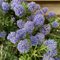 2 x Ceanothus 'Blue Mound' Californian Lilac Evergreen Shrub - Great Hedging Plant