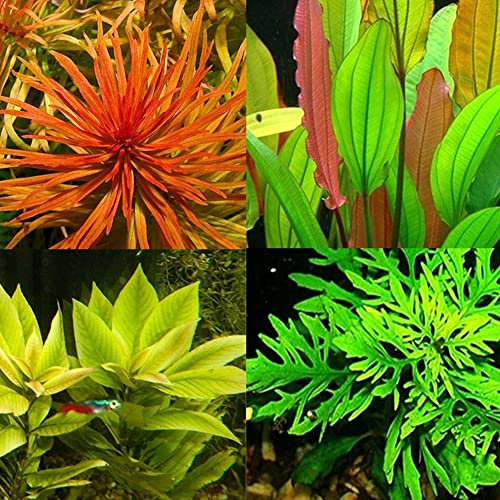 Haloppe 300/500 piezas semillas de plantas hidrófilas para plantar en el jardín del hogar, semillas de plantas de agua raras acuario bajo el agua musgo hierba tallo decoración 300 piezas