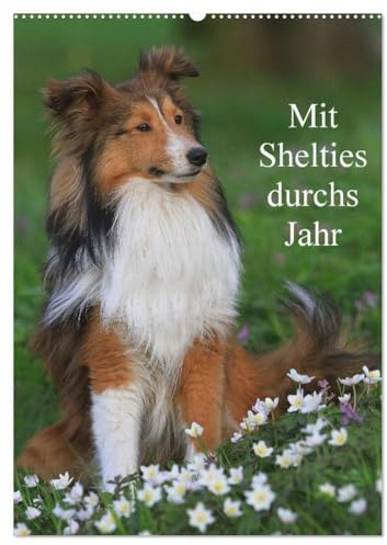 Mit Shelties durchs Jahr (Wandkalender 2026 DIN A2 hoch), CALVENDO Monatskalender: Shetland Sheepdogs in der Natur und im Fotostudio (CALVENDO Tiere)