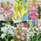 50 pcs Tuberose Pflanze winterharte balkonpflanzen Polianthes tuberosa - Luftreinigende Zimmerpflanzen, pflanztopf blumen geschenk bienenwiese kräutergarten geschenk wiesensaatgut